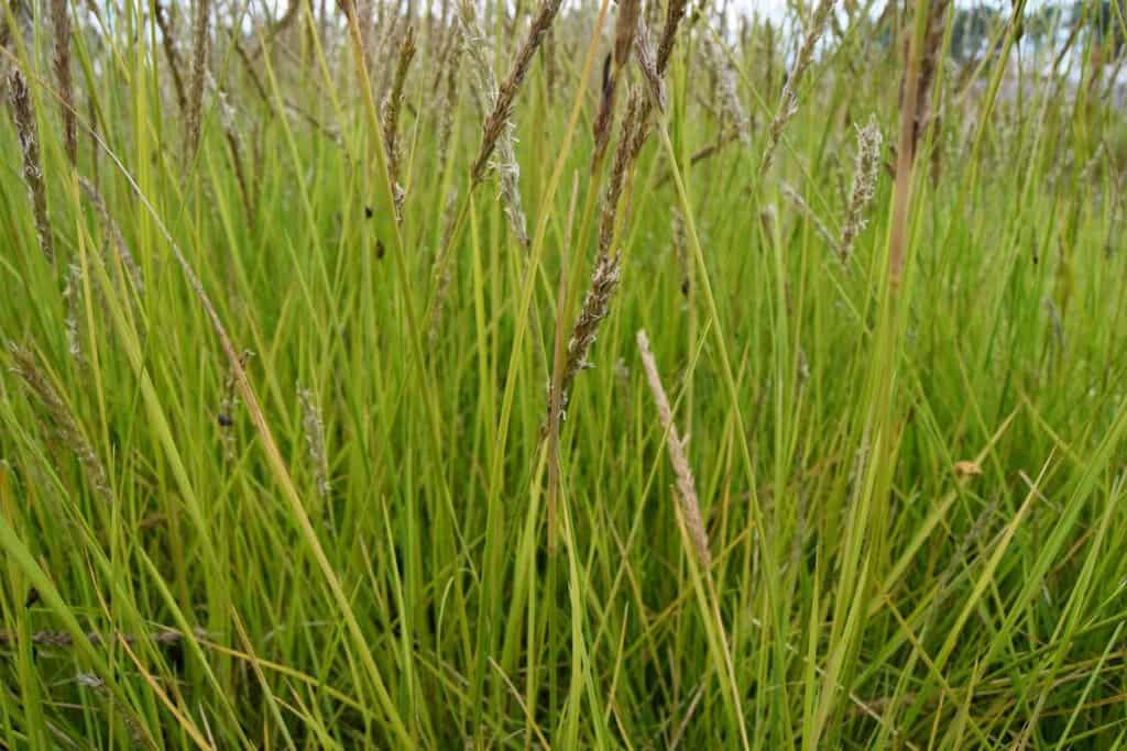 Sesleria autumnalis ---